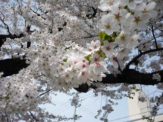 P1000233.JPG001.jpg